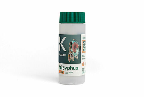 Энтомофаг Miglyphus, 100 мл/500 особей, Koppert