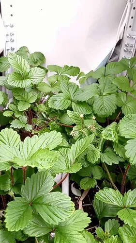 Фото покупателя