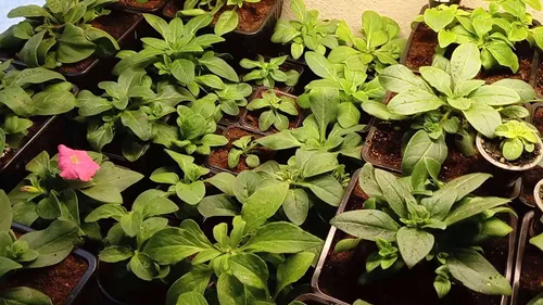 Фото покупателя