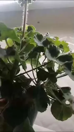 Фото покупателя