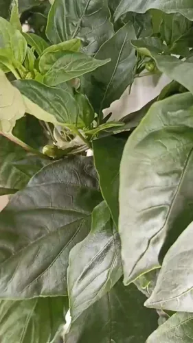 Фото покупателя