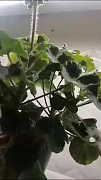 Фото покупателя
