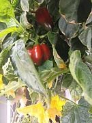 Фото покупателя