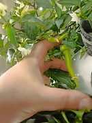 Фото покупателя