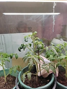 Фото покупателя