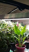 Фото покупателя