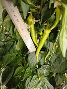 Фото покупателя