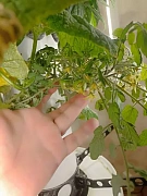 Фото покупателя