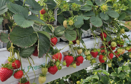 Маточное растение Х1, микроклоны, стерильный короб фото в интернет-магазине Ufarms 