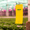Липкая ловушка Horiver, желтая, medium, 22шт, Koppert фото в интернет-магазине Ufarms 