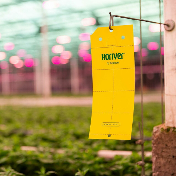 Horiver Yellow S Wetstick Chrysant Product Koppert 13