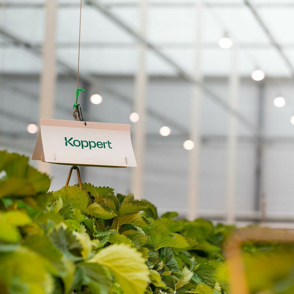 Deltatrap Koppert 2.20240126101823088