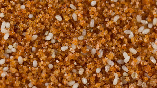 Entofood