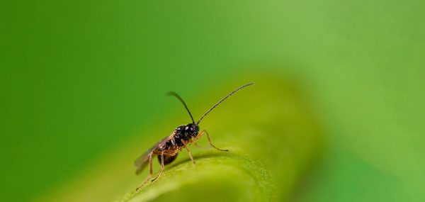 Dacnusa sibirica