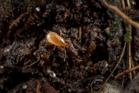 Энтомофаг Macro-Mite, 50000клещей, Koppert фото в интернет-магазине Ufarms 