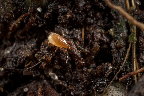 Macrocheles robustulus 1