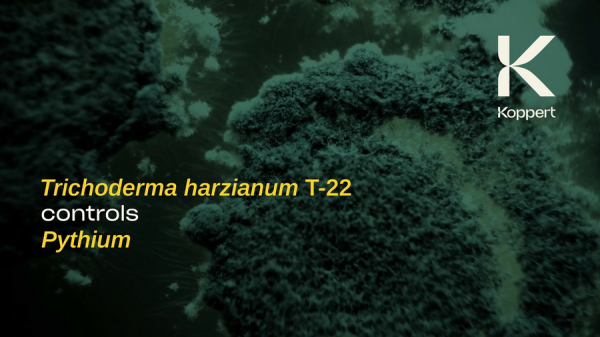 Почвенный грибок Trianum-G, 20 кг, Koppert фото в интернет-магазине Ufarms 