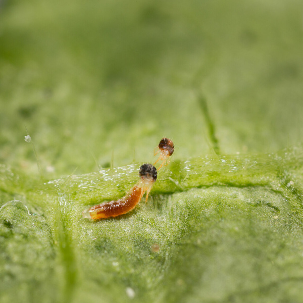 Feltiella acarisuga 20