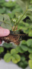 Маточное растение Х1, укоренённое PAD фото в интернет-магазине Ufarms 