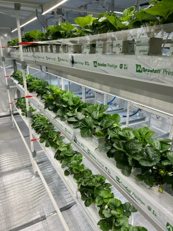 Стеллаж Клубника, 200*210*50см , дополнительный фото в интернет-магазине Ufarms 