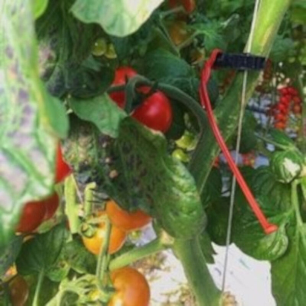 Tomato crop with Isonet T applied