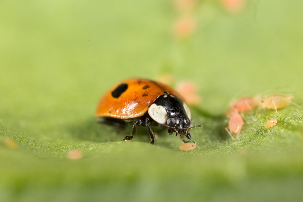 Adalia bipunctata 1