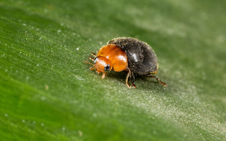 Энтомофаг Cryptobug, 500особей, Koppert фото в интернет-магазине Ufarms 