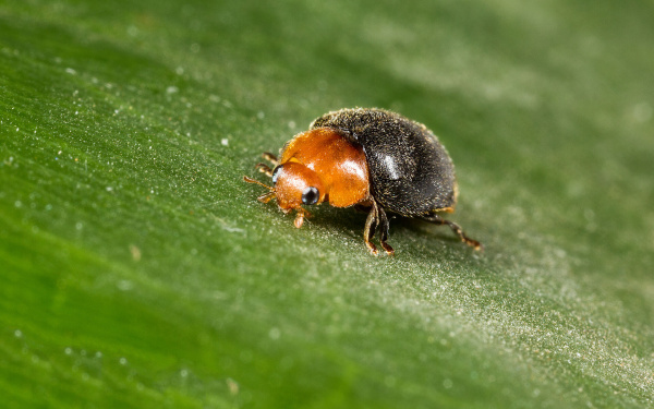 Cryptolaemus montrouzieri 42