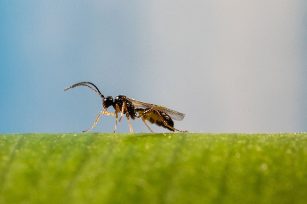Aphidius ervi 13