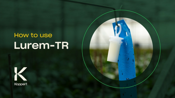 How to Use Lurem TR Attractant Thrips Control