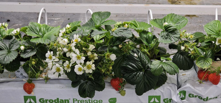 Маточное растение Х1, укоренённое кубик фото в интернет-магазине Ufarms 