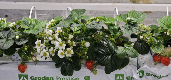 Маточное растение Х1, укоренённое кубик фото в интернет-магазине Ufarms 