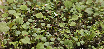 Семена земляники Х1, 1000 семян