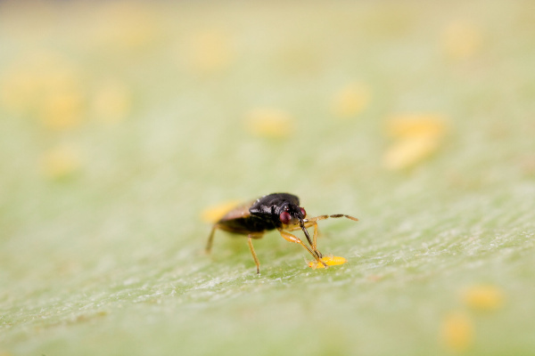 Orius laevigatus 24