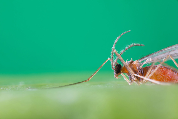 Aphidoletes aphidimyza 42
