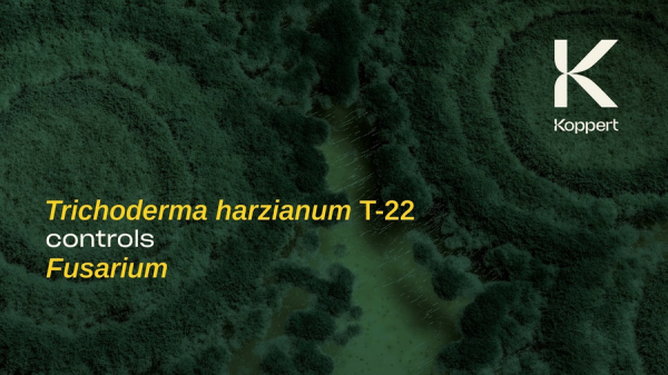 Time Lapse How Trianum controls Fusarium