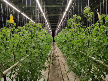 Светодиодный светильник 450Вт, MIX, 220В, 200см,для теплицы, М23 фото в интернет-магазине Ufarms  Светодиодный светильник 450Вт, MIX, 220В, 200см,для теплицы, М23 фото в интернет-магазине Ufarms