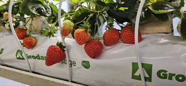 Маточное растение Х1, укоренённое кубик фото в интернет-магазине Ufarms 