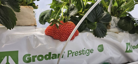 Маточное растение Х1, укоренённое кубик фото в интернет-магазине Ufarms 