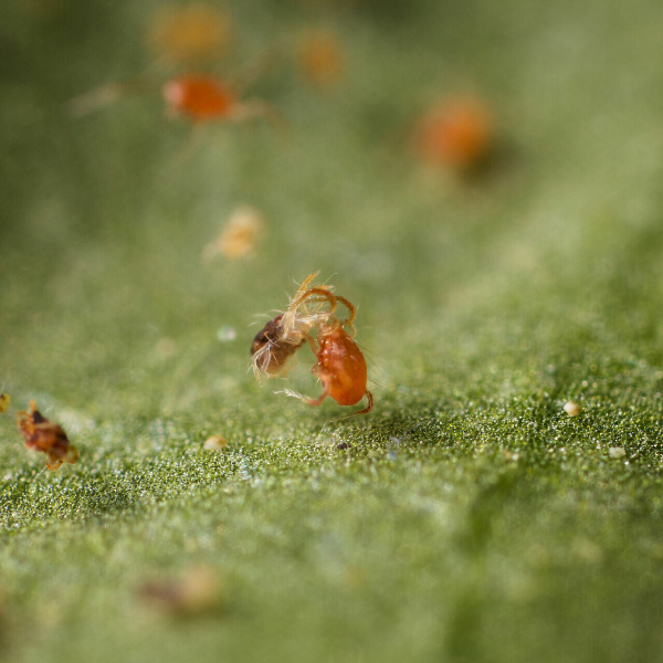 Phytoseiulus persimilis 94