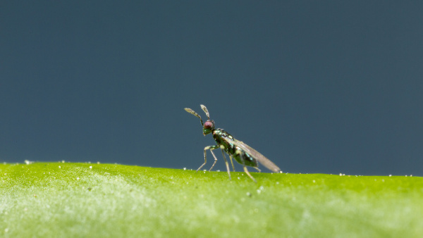 Diglyphus isaea 19