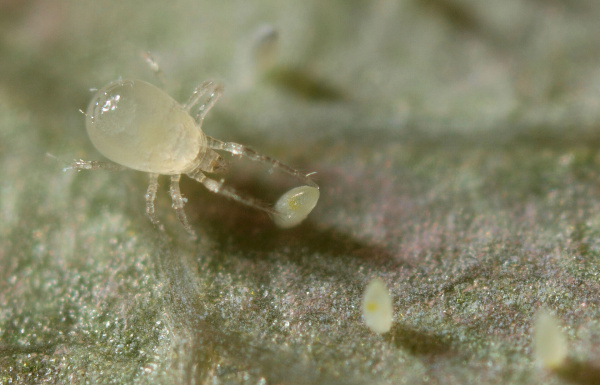 Amblydromalus limonicus 9