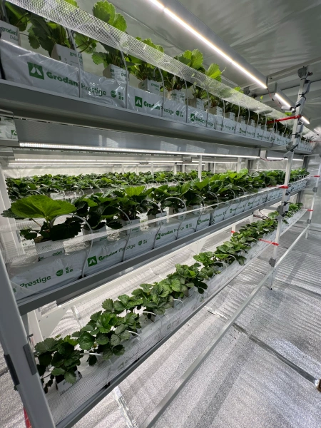 Стеллаж Клубника, 200*210*50см , базовый фото в интернет-магазине Ufarms 