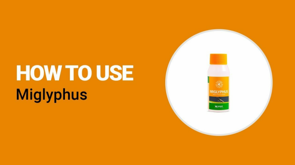 Энтомофаг Miglyphus, 100 мл/500 особей, Koppert фото в интернет-магазине Ufarms 