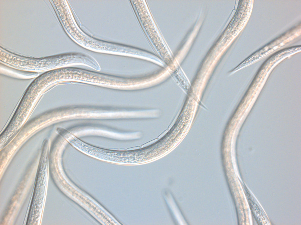 Steinernema carpocapsae