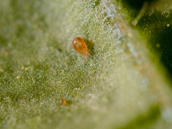 Neoseiulus californicus 12