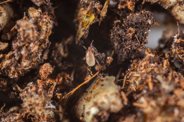 Stratiolaelaps scimitus 13
