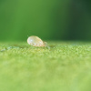 Энтомофаг Swirski-Mite PLUS, 500саше, Koppert фото в интернет-магазине Ufarms 