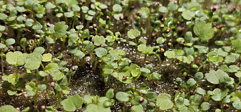 Семена земляники Х1, 100 семян