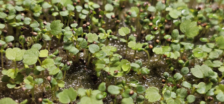 Семена земляники Х1, 100 семян фото в интернет-магазине Ufarms 